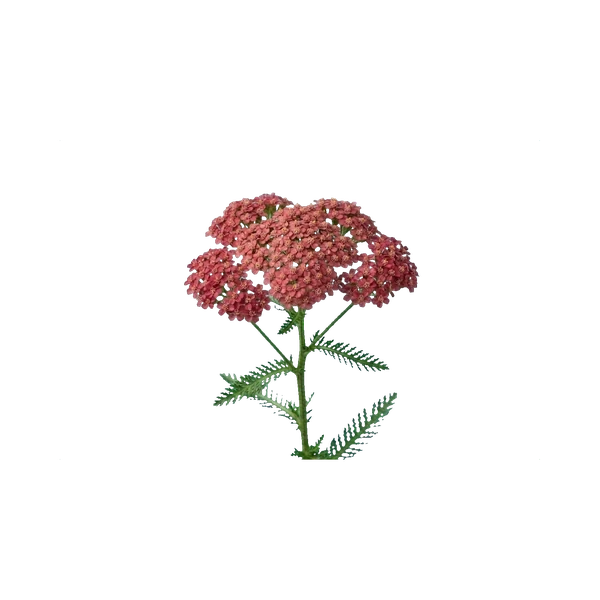 Achillea Cindy