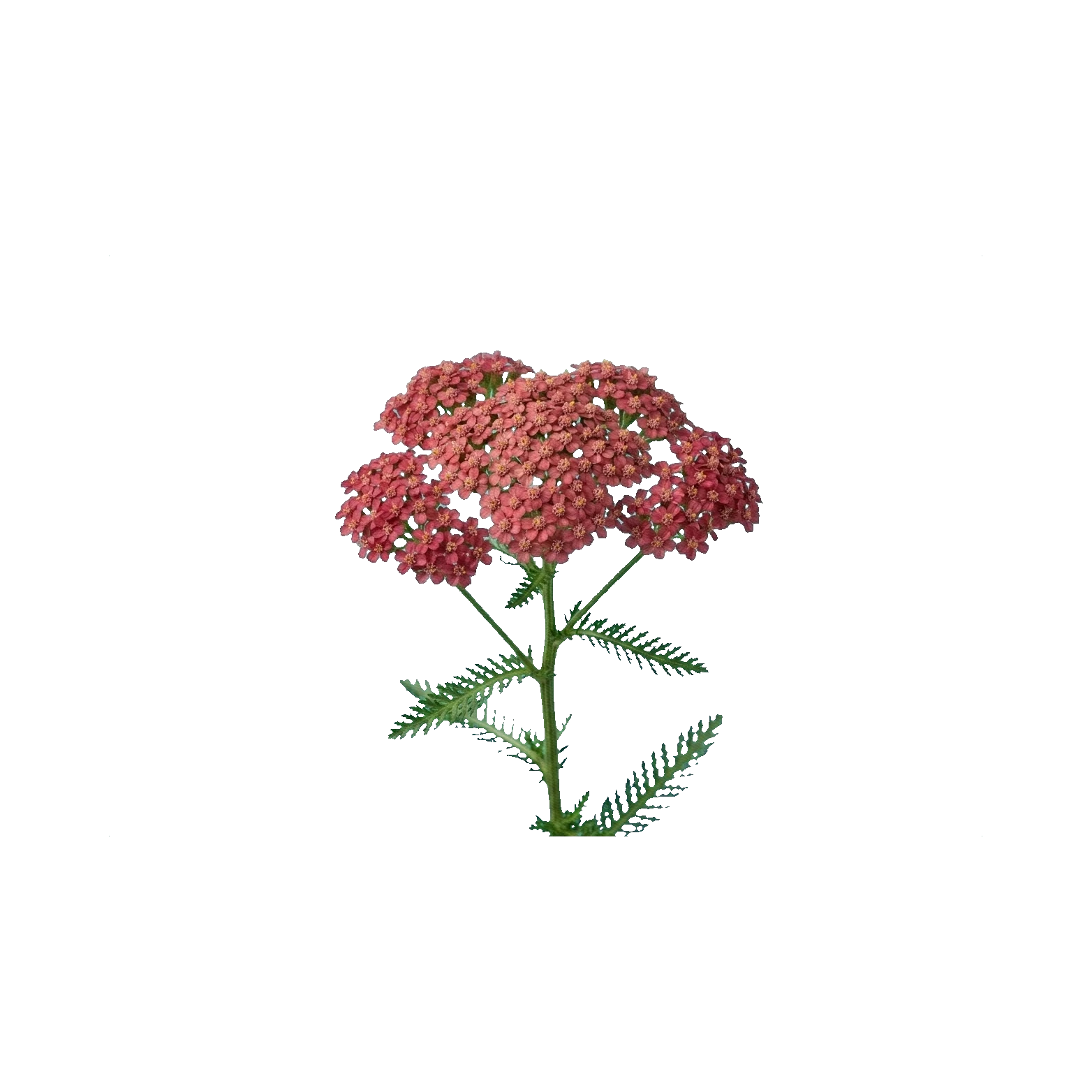 Achillea Cindy