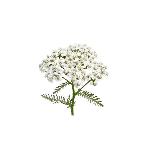 Achillea White Beauty