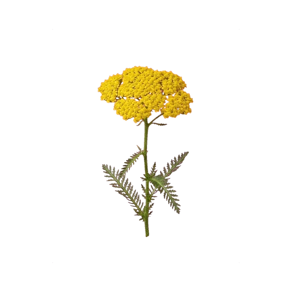 Achillea yellow