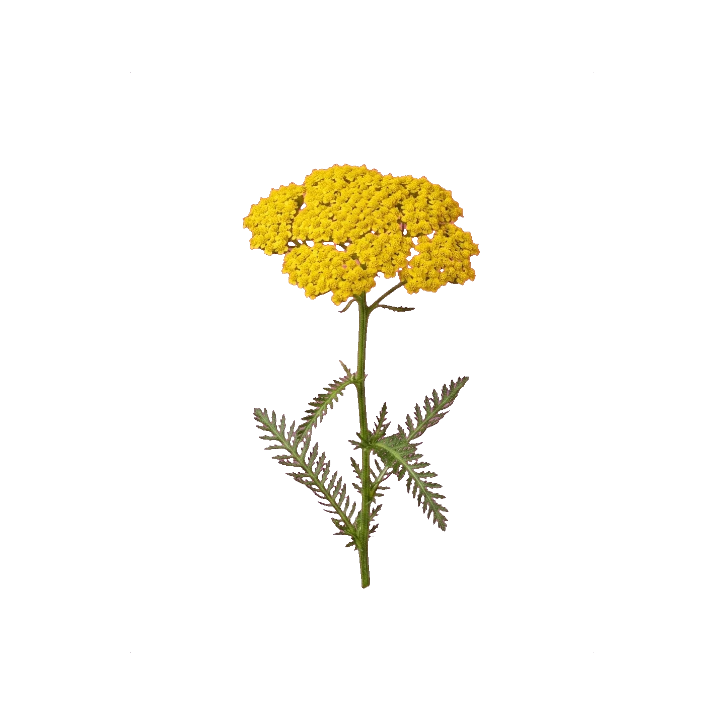 Achillea yellow