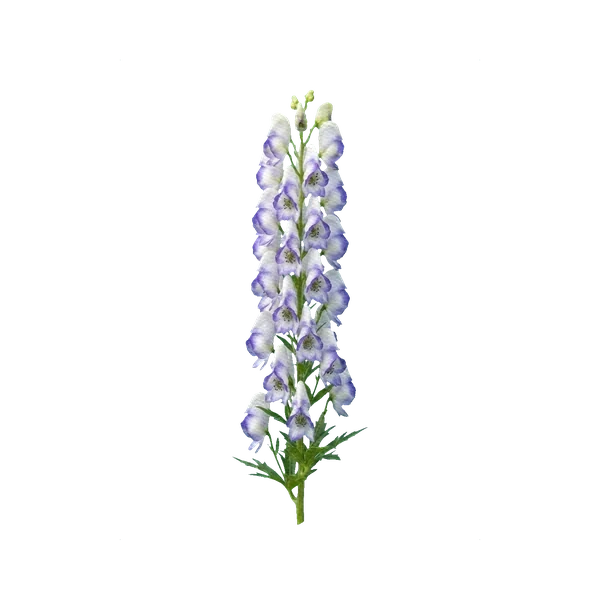 Aconitum Bicolor
