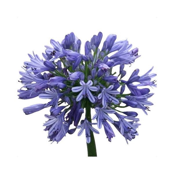 Agapanthus blue