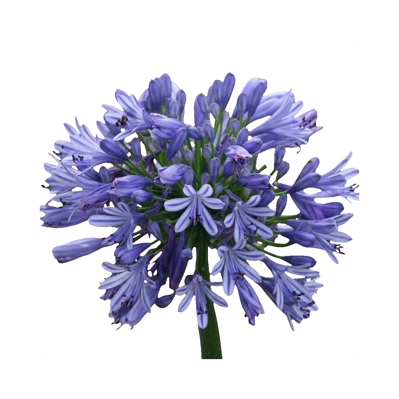 Agapanthus blue