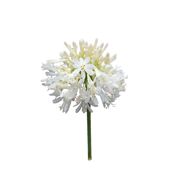 Agapanthus white