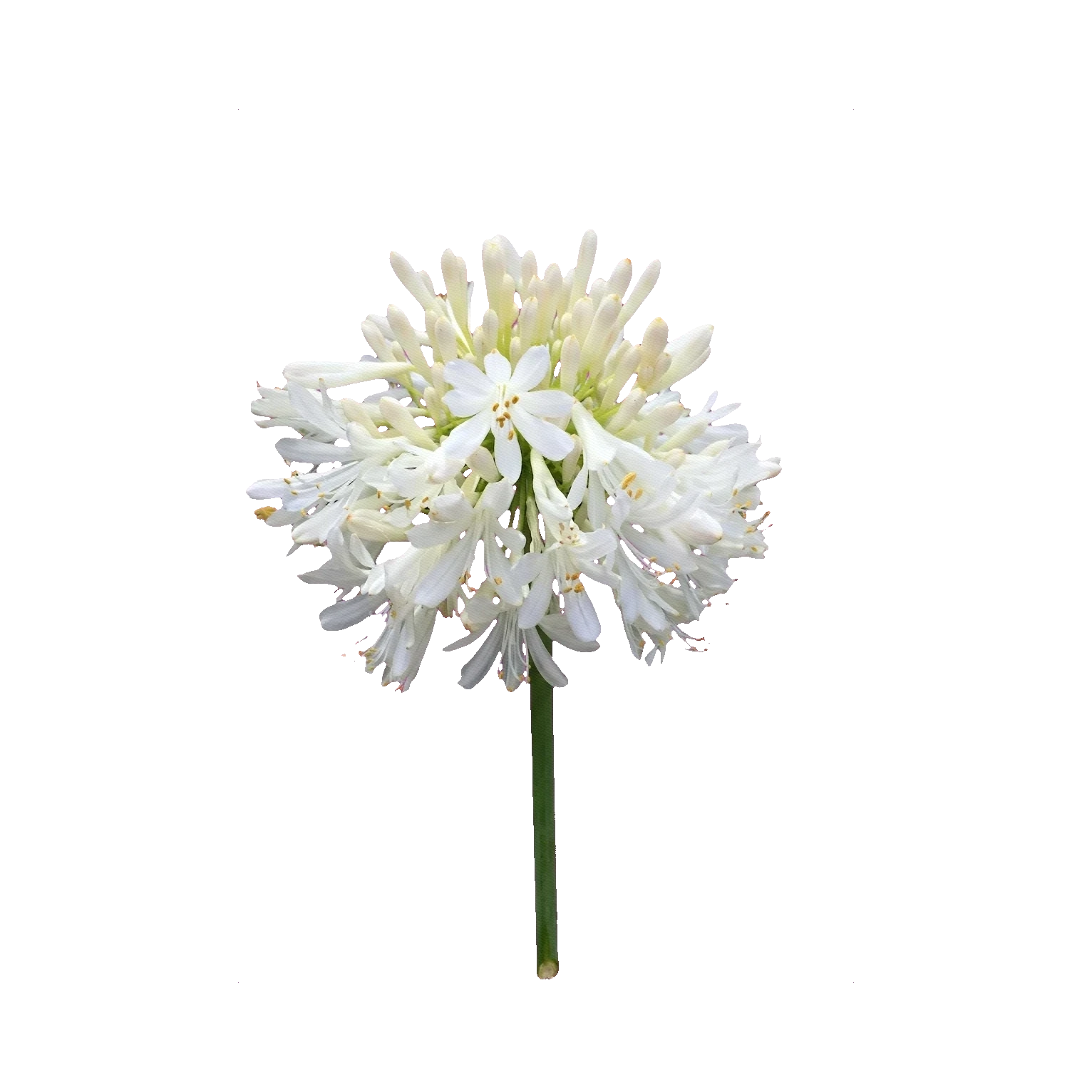 Agapanthus white