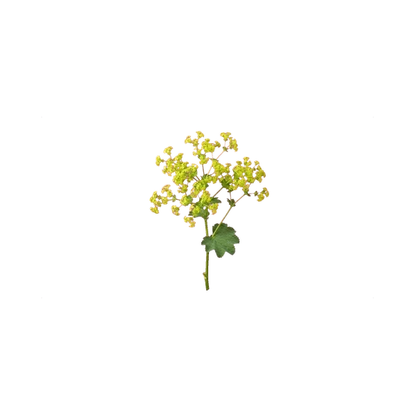 Alchemilla mollis Robustica