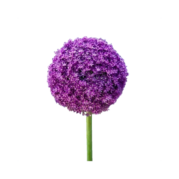 Allium Giganteum