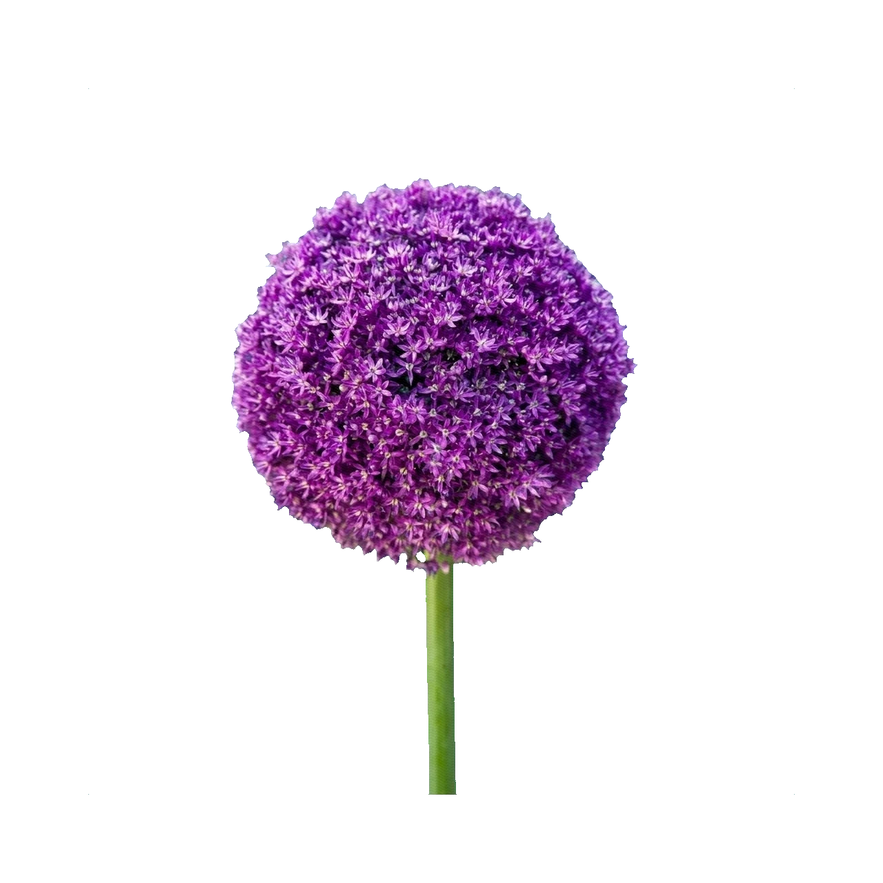 Allium Giganteum