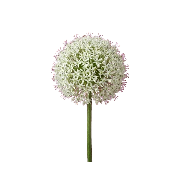 Allium Mount Everest