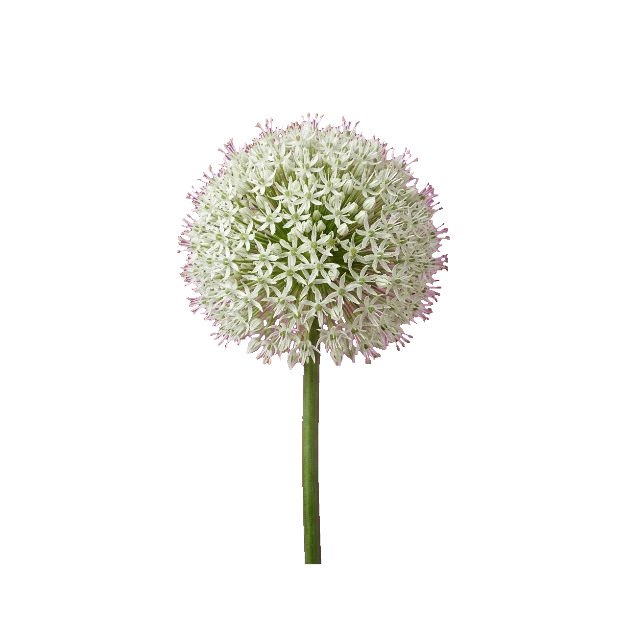 Allium Mount Everest