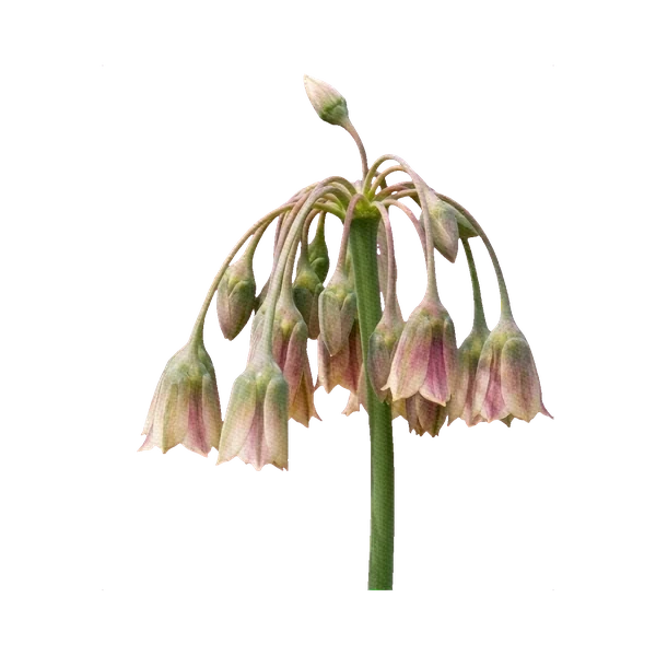 Nectaroscordum (Sicilian honey garlic)