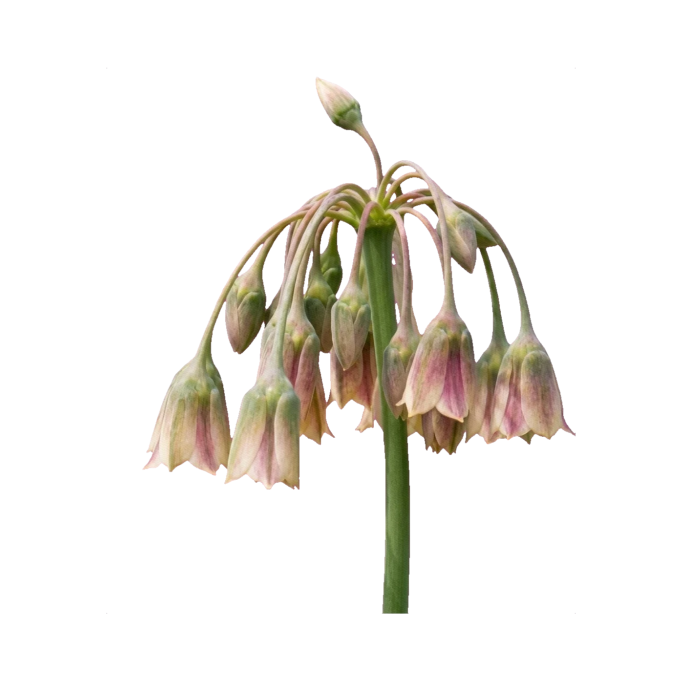 Nectaroscordum (Sicilian honey garlic)