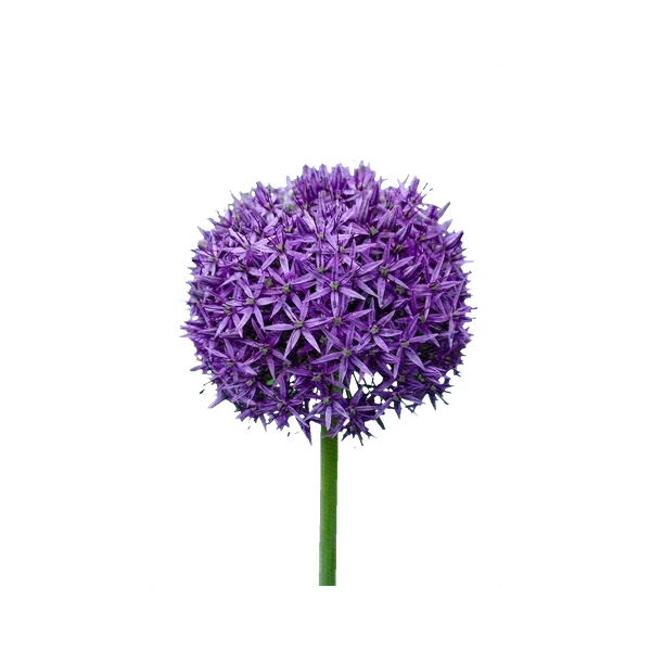 Allium Purple Sensation