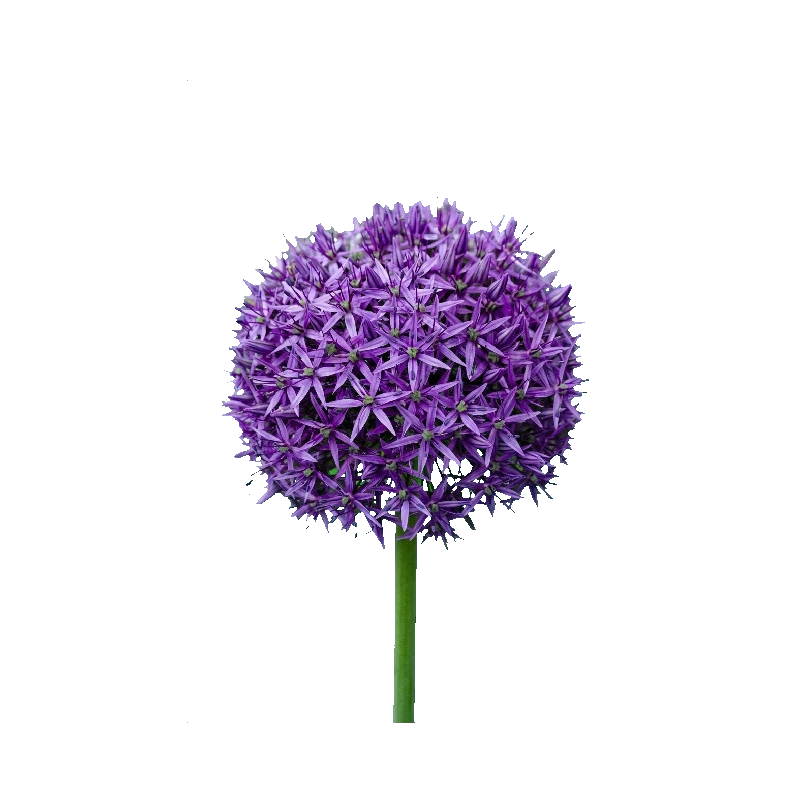 Allium Purple Sensation