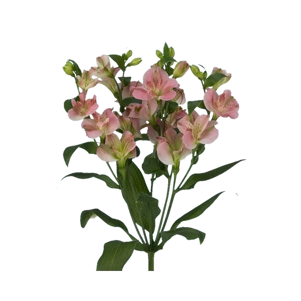 Alstroemeria Charmelia Rose