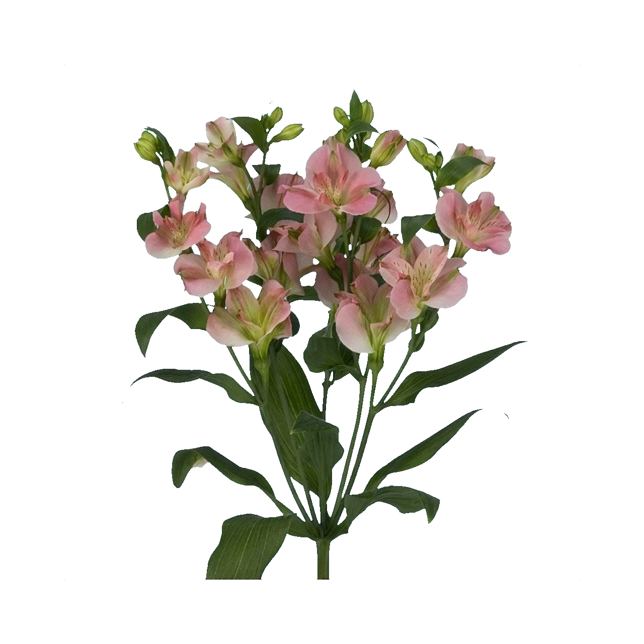 Alstroemeria Charmelia Rose