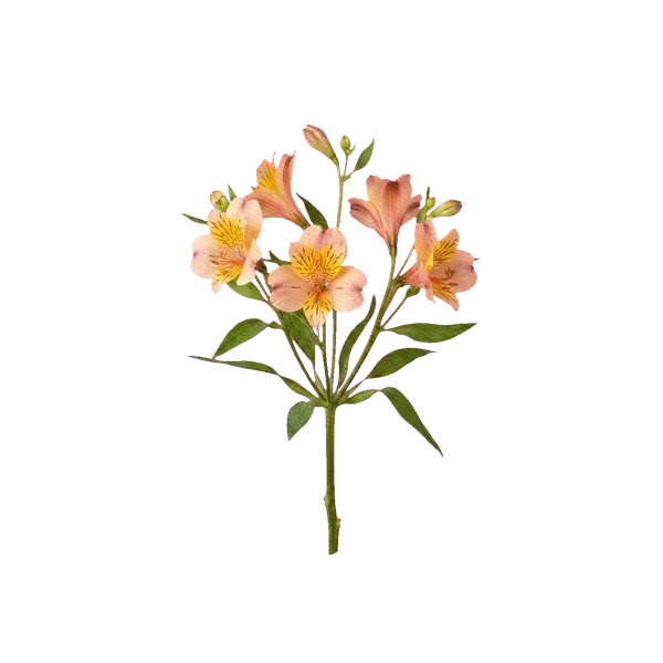 Alstroemeria Jubilee