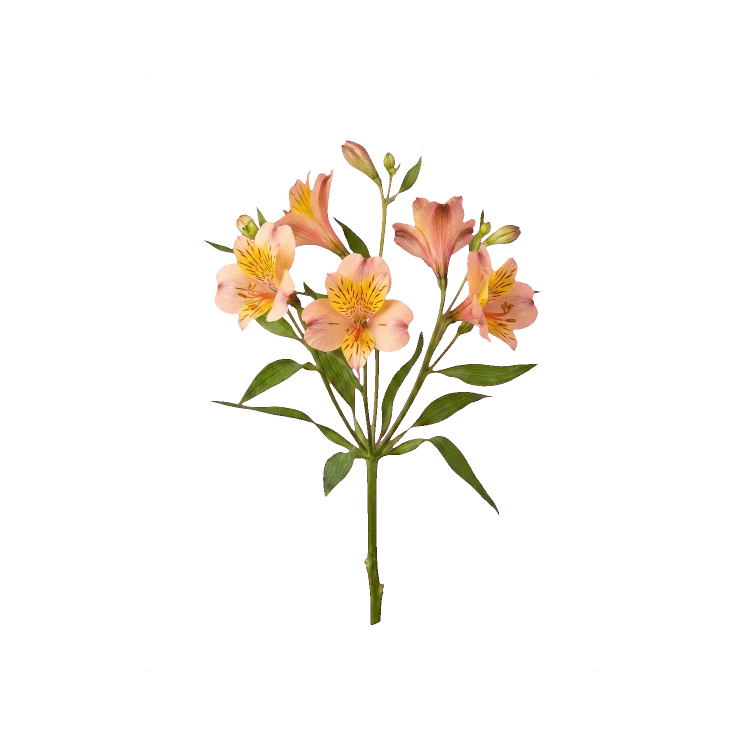 Alstroemeria Jubilee