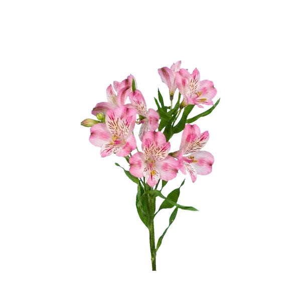 Alstroemeria Noverdi pink