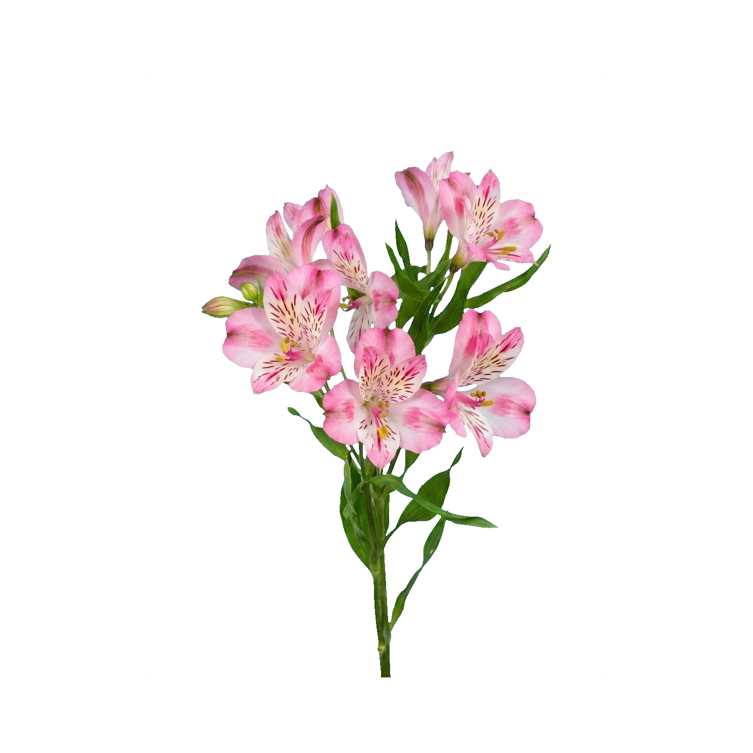 Alstroemeria Noverdi pink