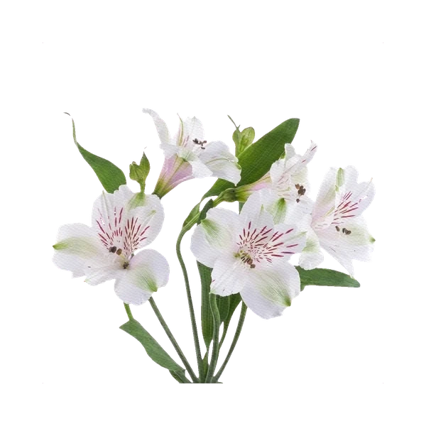 Alstroemeria Virginia