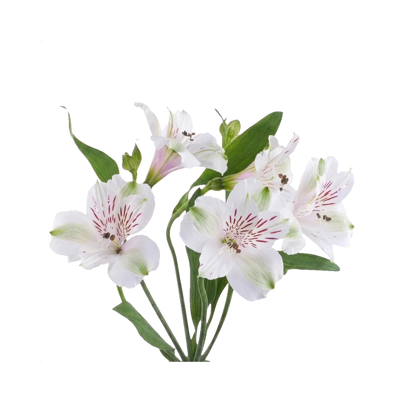Alstroemeria Virginia
