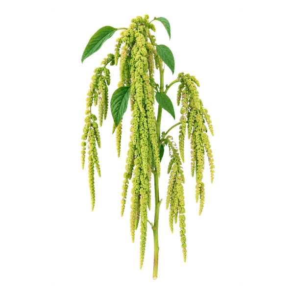 Amaranthus caudatus green (Viridis) — in_bouquet