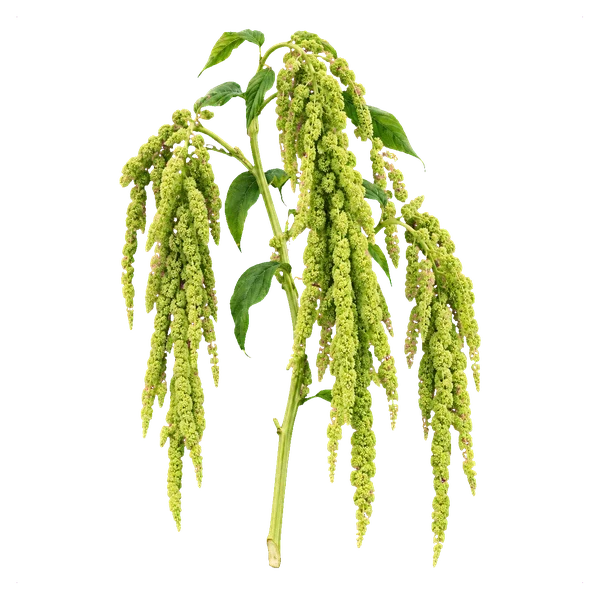 Amaranthus caudatus green (Viridis) — in_bouquet