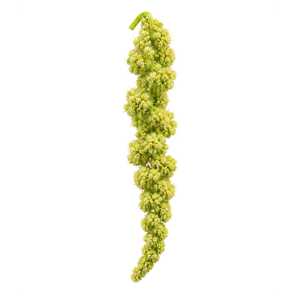 Amaranthus caudatus green (Viridis) — in_bouquet