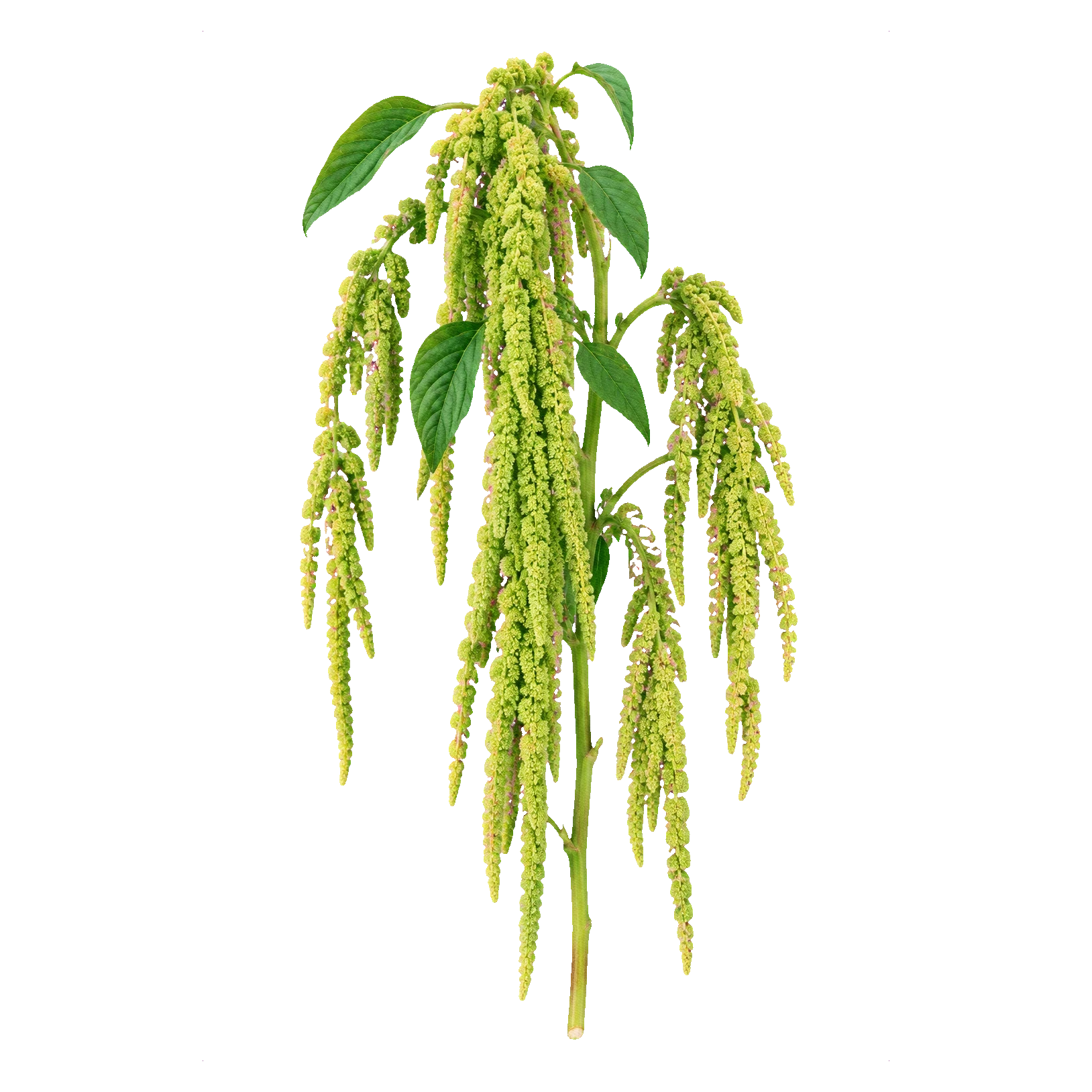 Amaranthus caudatus green (Viridis)