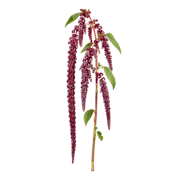 Amaranthus caudatus red — in_bouquet