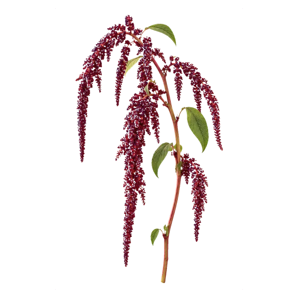 Amaranthus caudatus red — in_bouquet