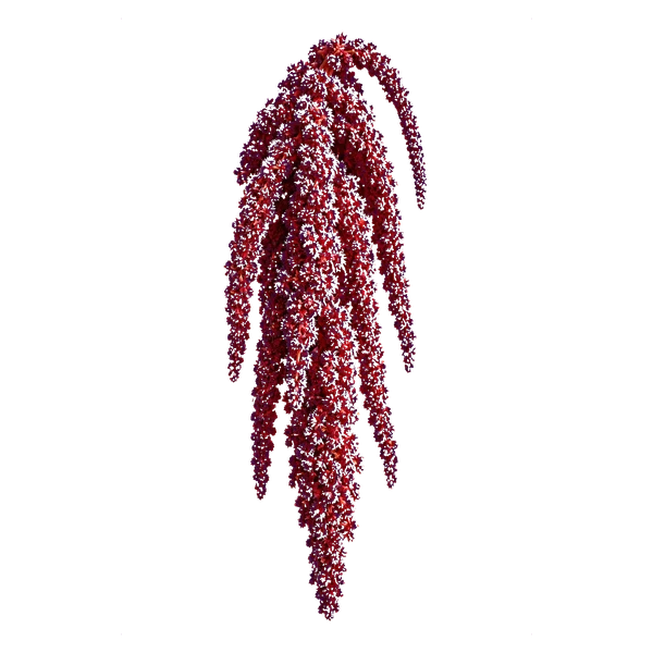 Amaranthus caudatus red — in_bouquet