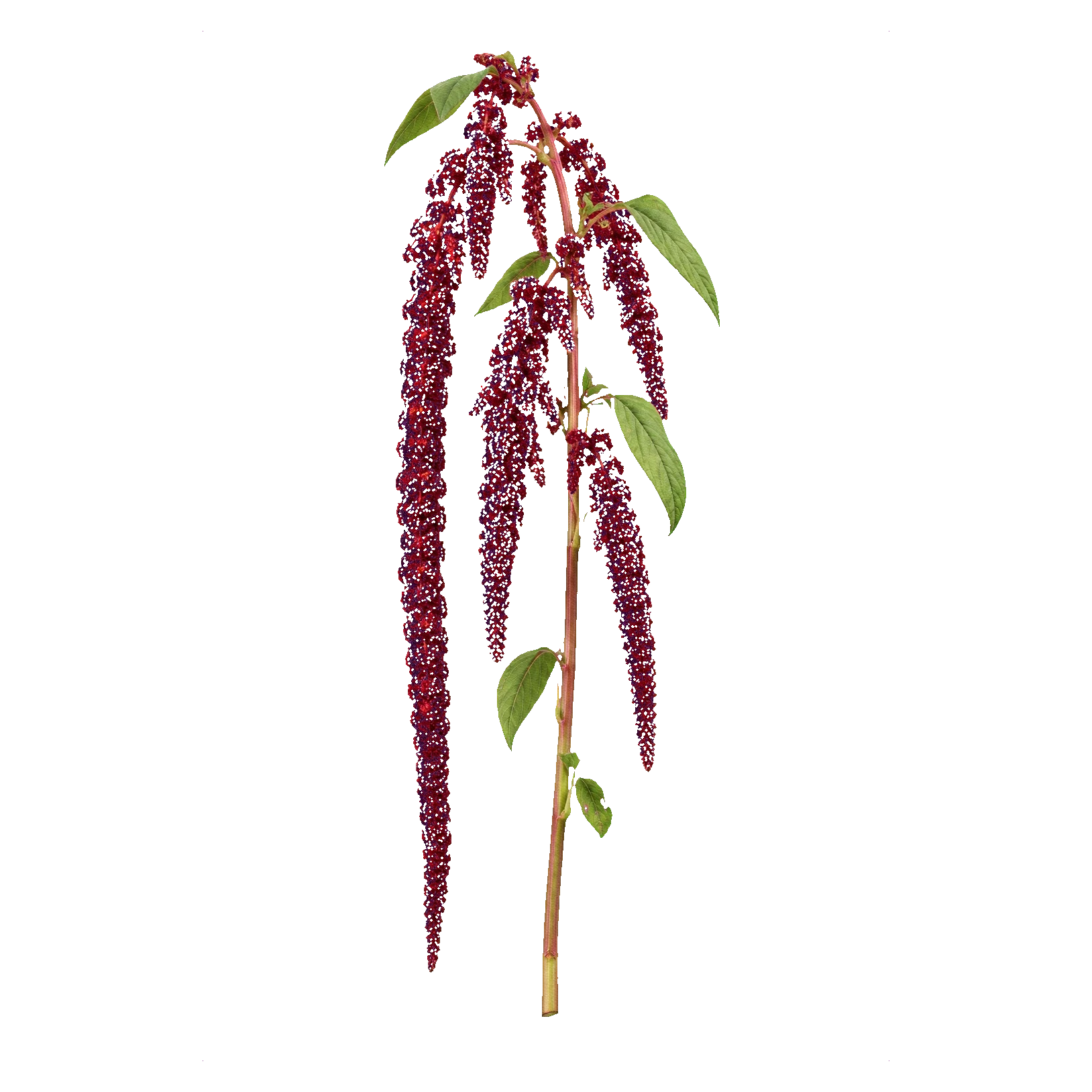 Amaranthus caudatus red