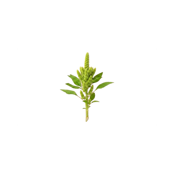 Amaranthus Green Thumb