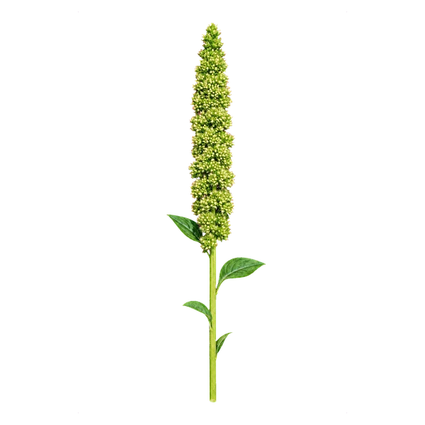 Amaranthus Green Thumb — in_bouquet