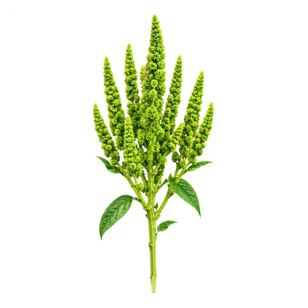 Amaranthus Green Thumb — in_bouquet