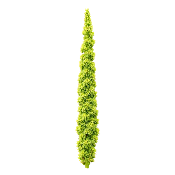 Amaranthus Green Thumb — in_bouquet