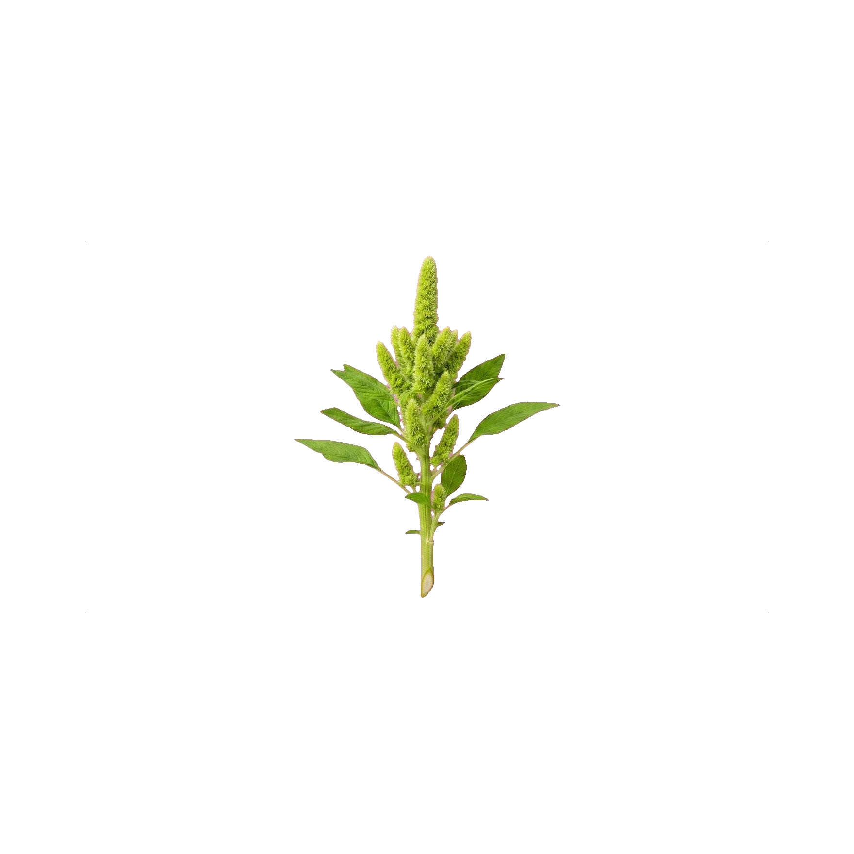 Amaranthus Green Thumb