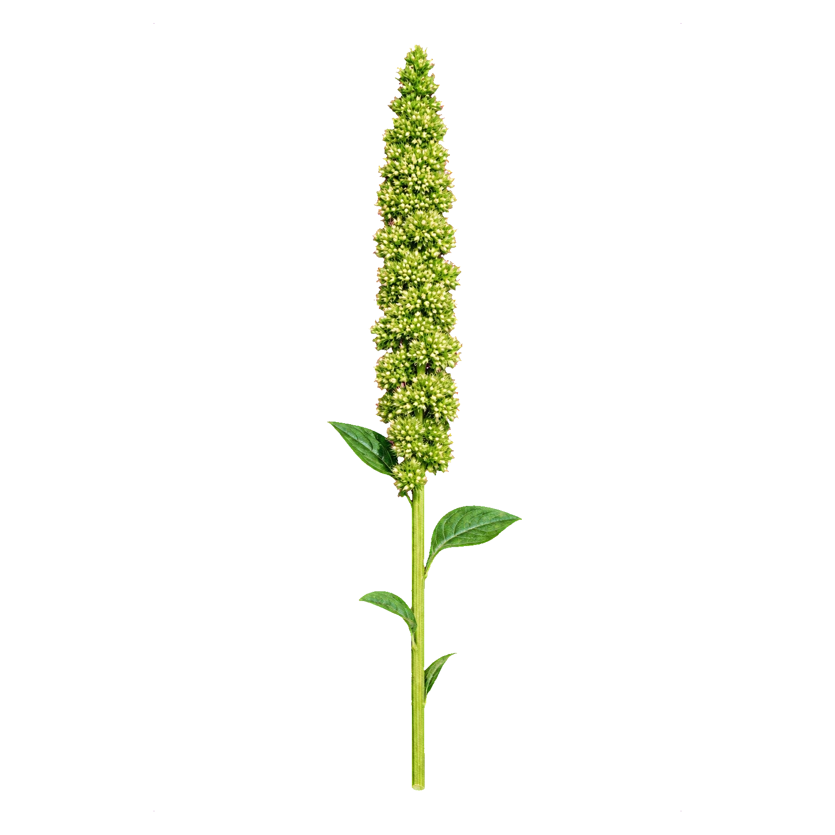 Amaranthus Green Thumb