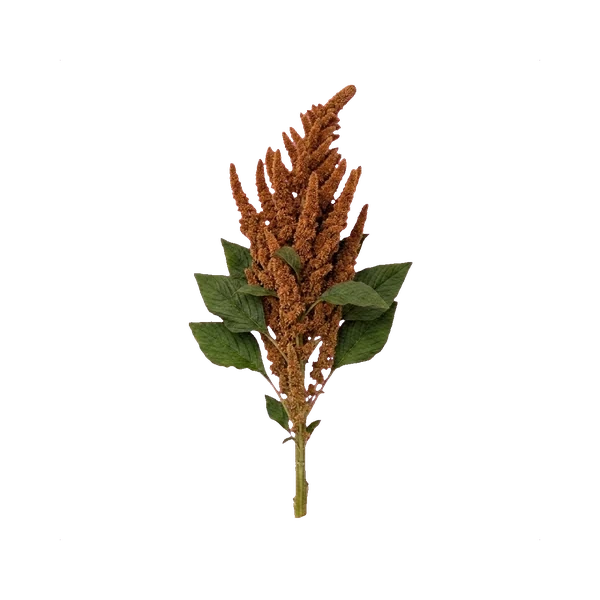 Amaranthus Hot Biscuits