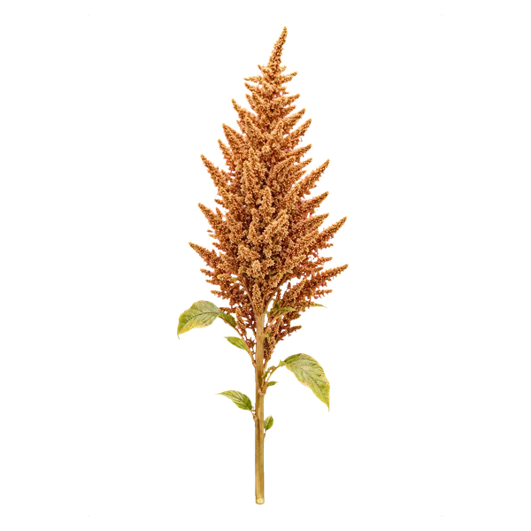 Amaranthus Hot Biscuits — Bordeaux Amarant (Amaranthus)