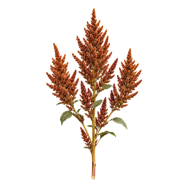 Amaranthus Hot Biscuits — in_bouquet