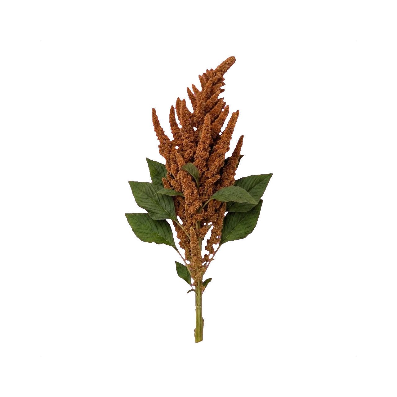 Amaranthus Hot Biscuits