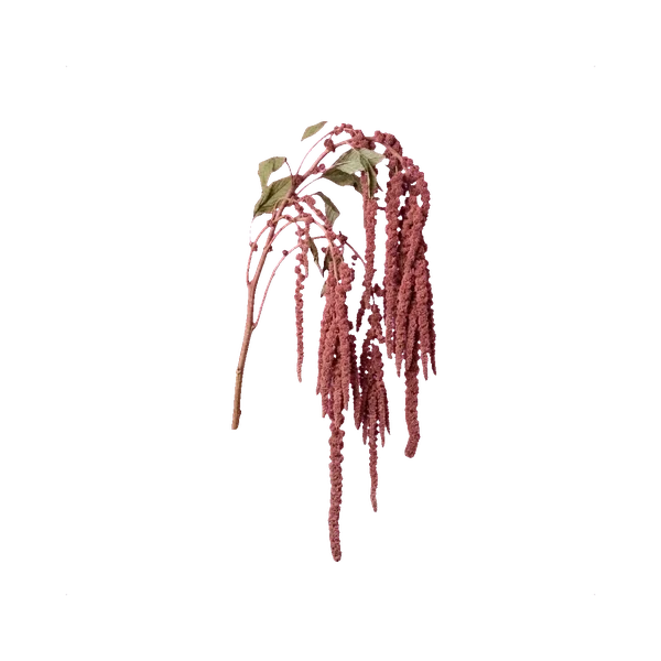 Preserved amaranthus