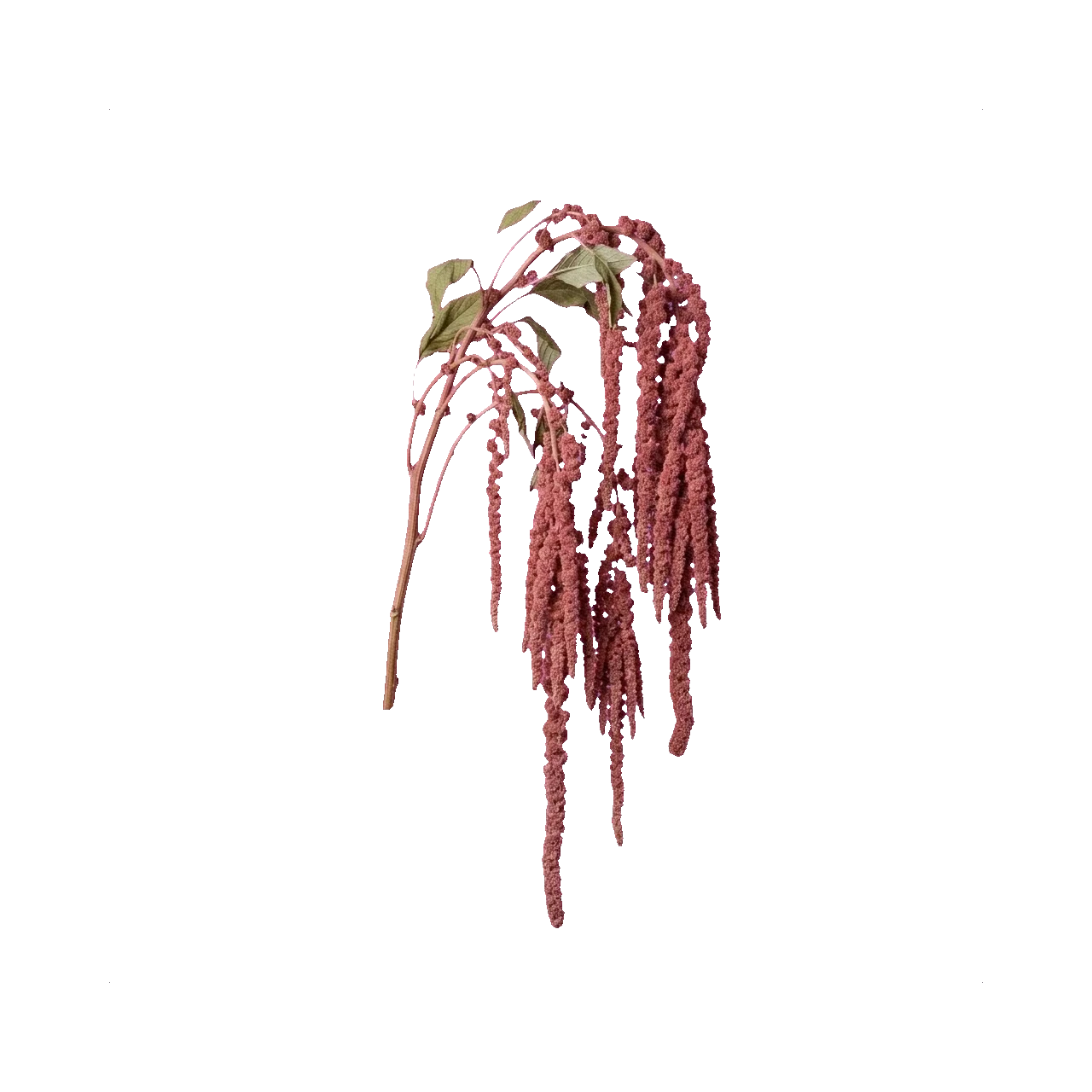 Preserved amaranthus