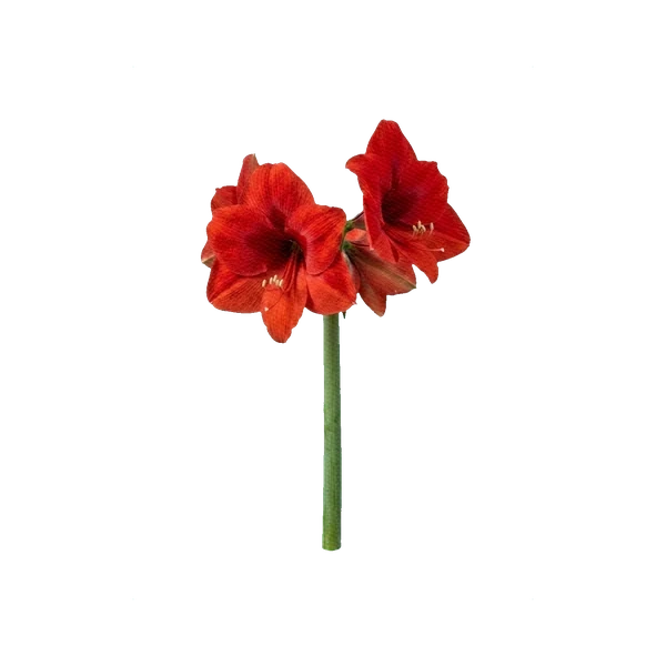 Amaryllis Ferrari