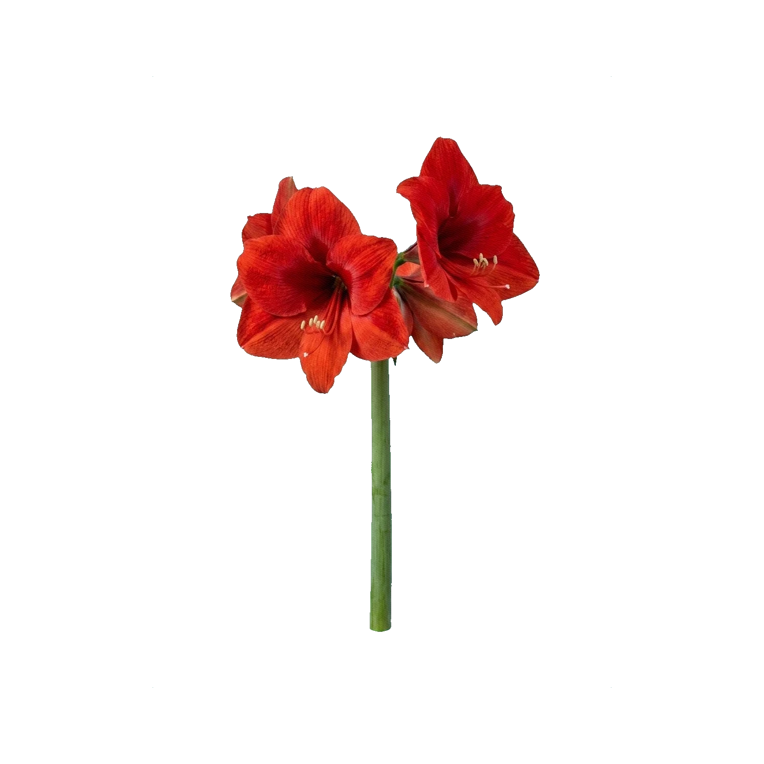 Amaryllis Ferrari