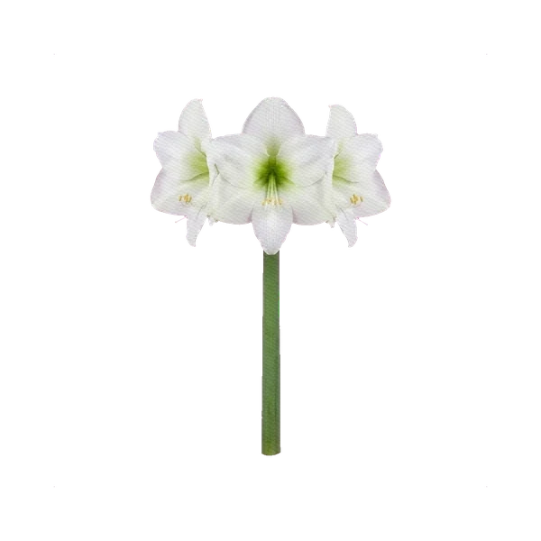 Amaryllis Mont Blanc